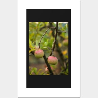 Closeup of ripe apples Posters and Art